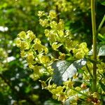 Ribes alpinum Květ