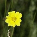 Potentilla gracilis 花