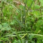 Crotalaria pilosa 整株植物