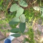 Cocculus hirsutus Leaf