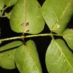 Bursera grandifolia Blatt