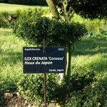 Ilex crenata Altro