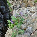 Phacelia bipinnatifida Flor