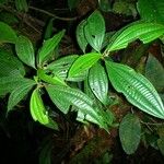 Clidemia ombrophila Otro