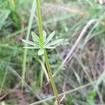 Galium pumilum Blad