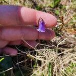 Soldanella pusilla Kwiat