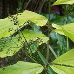 Wallichia oblongifolia Folha