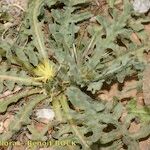 Centaurea maroccana Alkat (teljes növény)