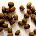 Vigna radiata Gyümölcs