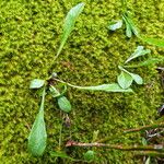 Scorzoneroides helvetica Leaf