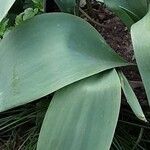 Tulipa agenensis Blad