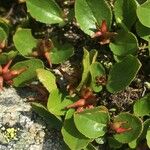 Salix herbacea ᱮᱴᱟᱜ