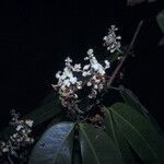 Macrolobium bifolium Õis