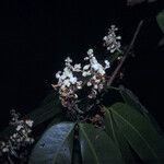 Macrolobium bifolium Flor