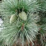 Pinus nigra Fruit