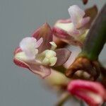 Polystachya concreta Floro