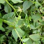 Trichodesma indicum Leaf