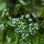 Valeriana woodsiana Květ