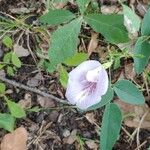 Clitoria mariana Blomst