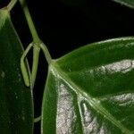 Piper urophyllum Meyve