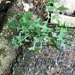 Lactuca muralis Leaf