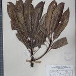 Daphniphyllum himalense Nyingine