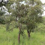 Erythrina abyssinica Habit