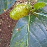 Morinda citrifolia Fruct