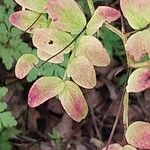Lathyrus niger Hoja