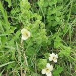 Barleria robertsoniae موطن