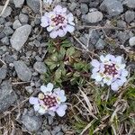 Iberis carnosa Flor