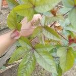 Gossypium barbadense Leaf