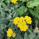 Achillea clypeolata Цветок