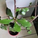 Euphorbia geroldii Blatt