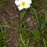 Ranunculus kuepferi Folha