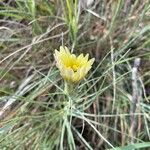 Scorzonera aristata Flower