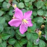 Dissotis rotundifolia Цвят
