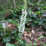 Galax urceolata Blomma