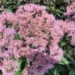 Eutrochium maculatum Flor