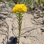 Lithospermum canescens Habit