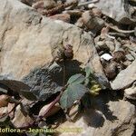 Medicago coronata Froito