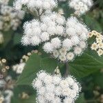 Ageratina adenophora Цвят