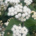 Ageratina adenophora Kvet