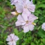 Saponaria officinalisFlor