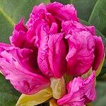 Rhododendron spp. Floare