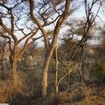 Senegalia nigrescens 樹皮