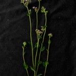 Conocliniopsis prasiifolia Flor