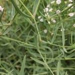 Gypsophila elegans Folha