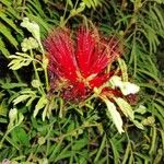 Calliandra tweediei Flower