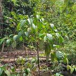 Ficus maxima Folla